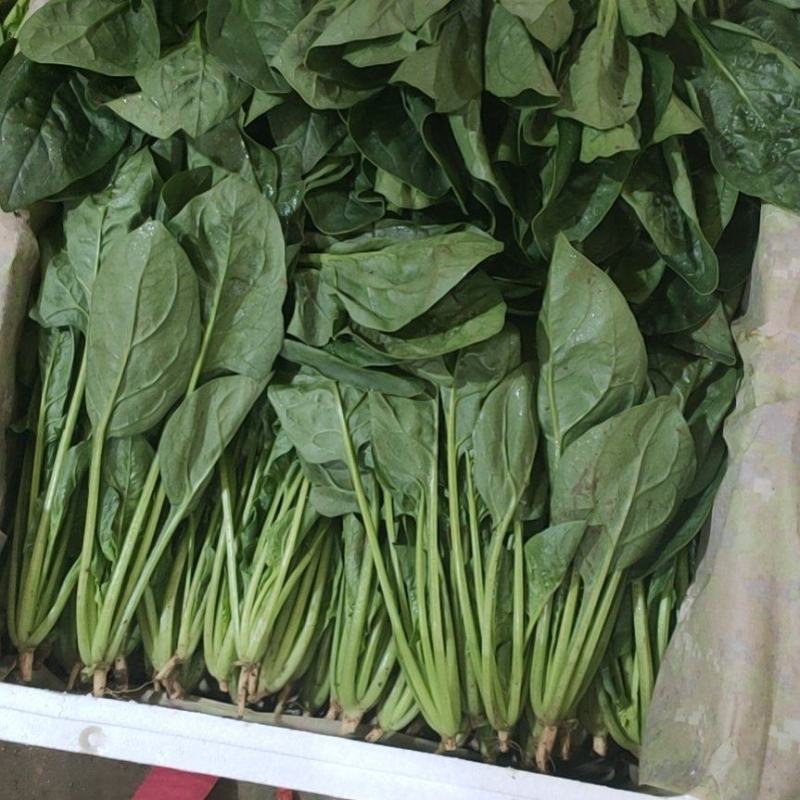 精品菠菜，现货供应，代发全国，质量保证，大量供应
