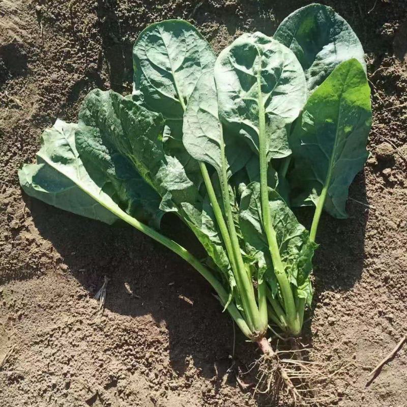 精品菠菜，现货供应，代发全国，质量保证，大量供应