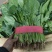 精品菠菜，现货供应，代发全国，质量保证，大量供应