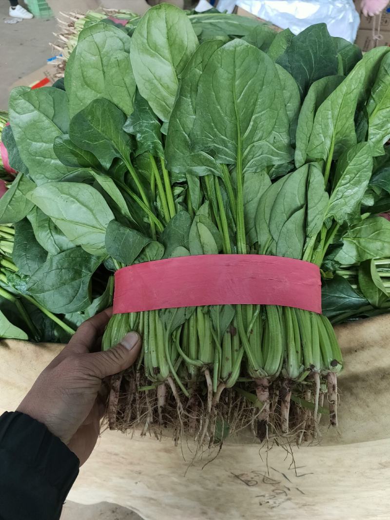精品菠菜，现货供应，代发全国，质量保证，大量供应