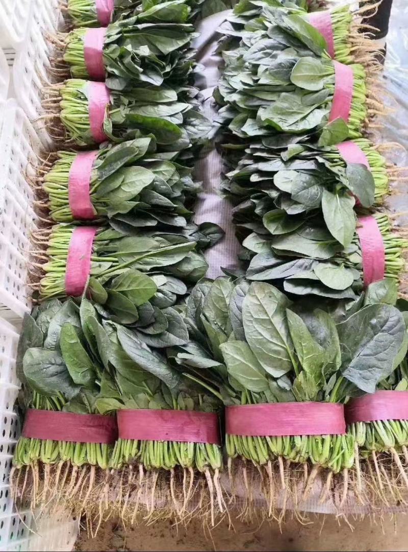 精品菠菜，现货供应，代发全国，质量保证，大量供应