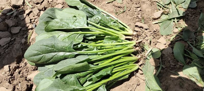 精品菠菜，现货供应，代发全国，质量保证，大量供应