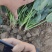 精品菠菜，现货供应，代发全国，质量保证，大量供应