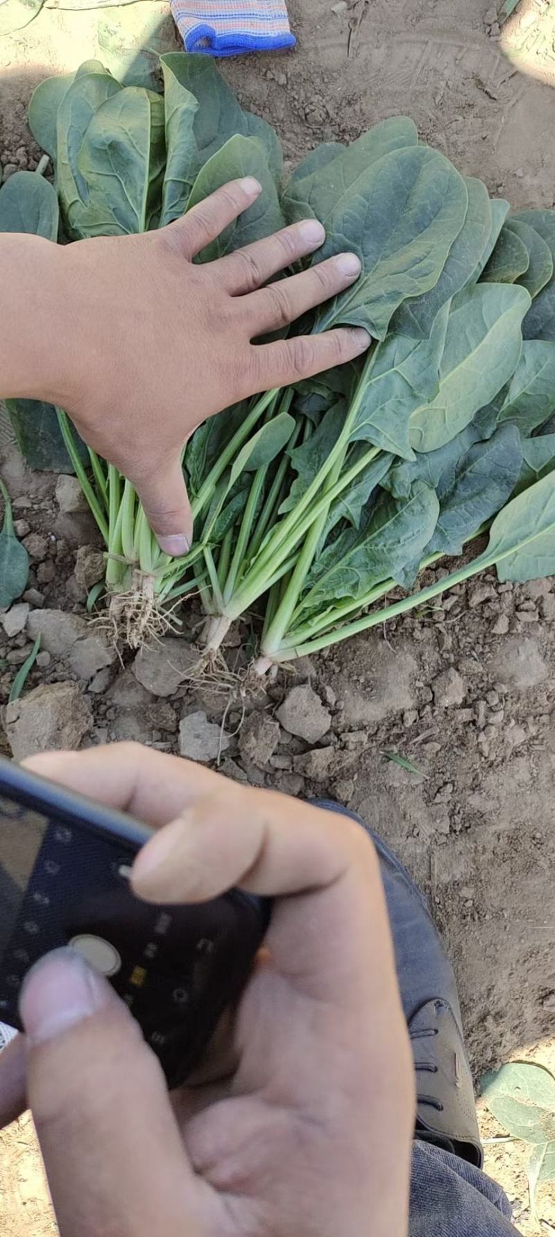 精品菠菜，现货供应，代发全国，质量保证，大量供应