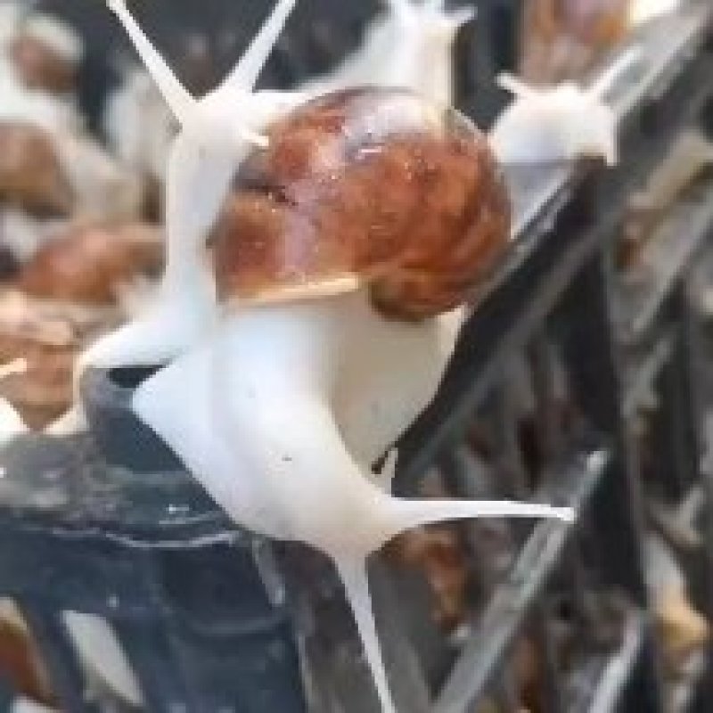白玉蜗牛