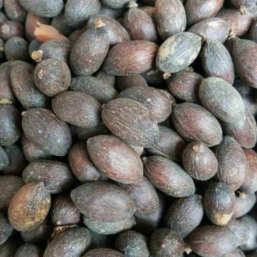蒲葵种子扇叶葵树种子芭蕉扇树种子喜树水翁花种子