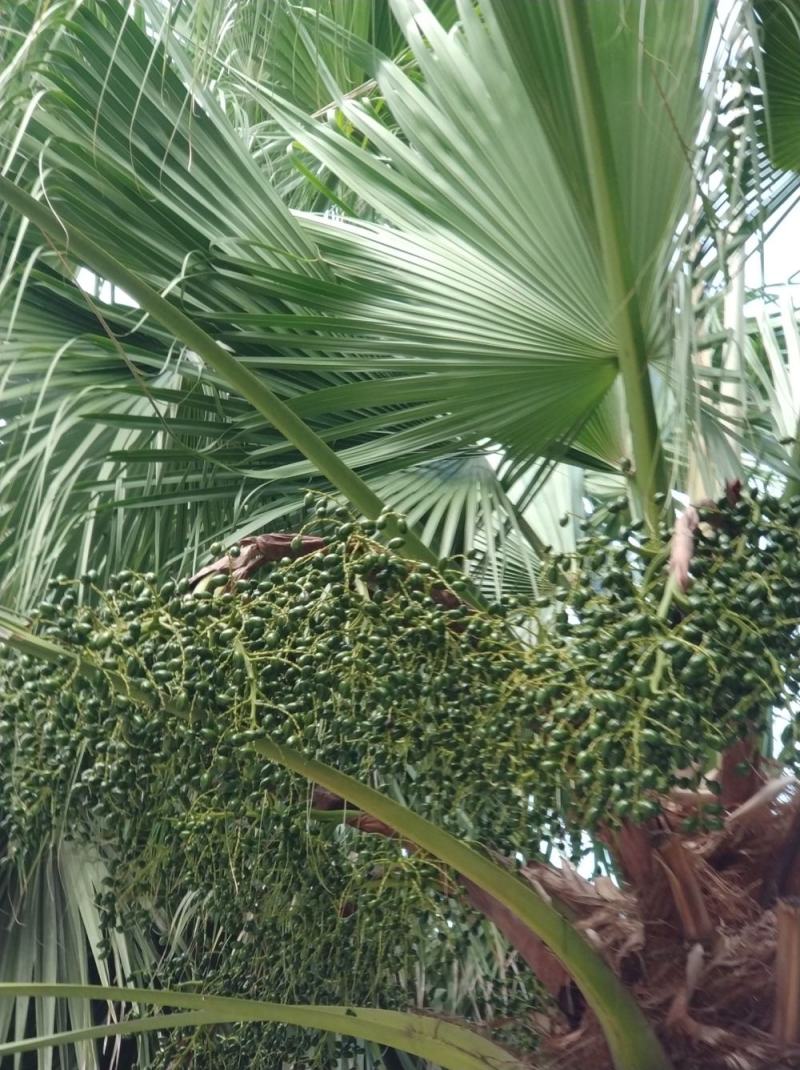 蒲葵种子扇叶葵树种子芭蕉扇树种子喜树水翁花种子