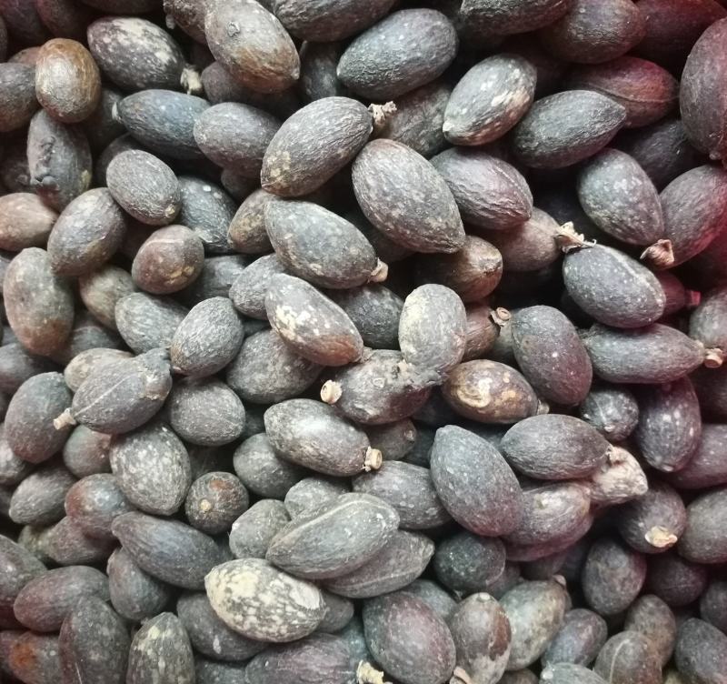 蒲葵种子扇叶葵树种子芭蕉扇树种子喜树水翁花种子