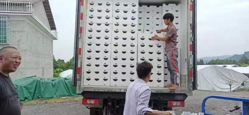 精品平菇