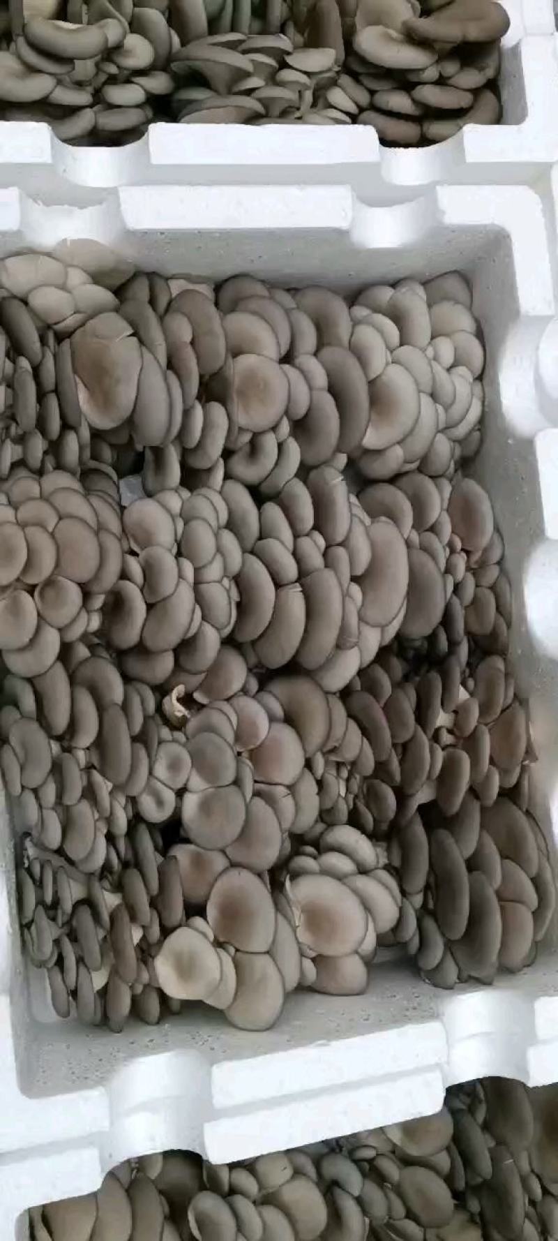 精品平菇
