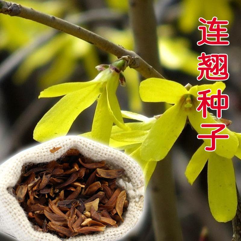 药材连翘种子黄花条种籽连壳青翘落翘黄奇丹黄老虎种子
