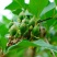 药材连翘种子黄花条种籽连壳青翘落翘黄奇丹黄老虎种子
