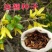 药材连翘种子黄花条种籽连壳青翘落翘黄奇丹黄老虎种子