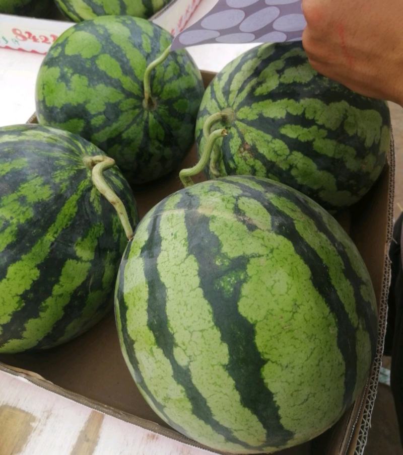《实力商家》开封甜王西瓜西瓜规格全价格便宜包熟甜