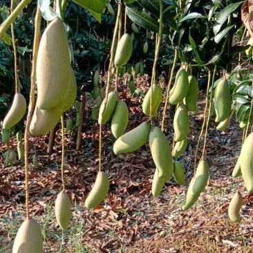 广西百色场地直销，象牙芒