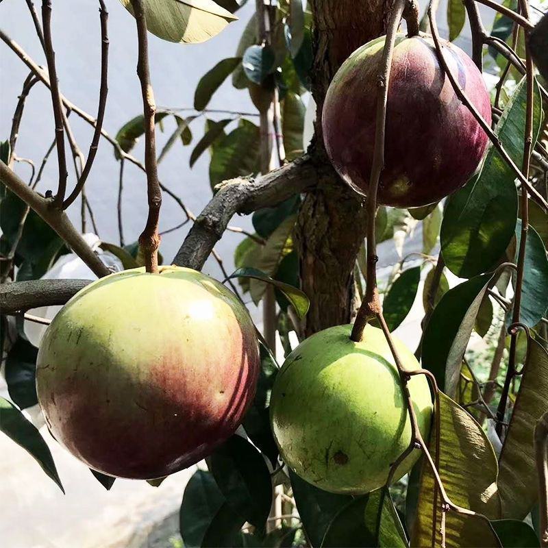 牛奶果种子别称乳源榕一种既有观赏价值又有保健功能的