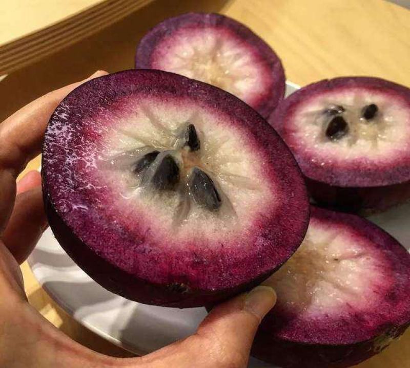 牛奶果种子别称乳源榕一种既有观赏价值又有保健功能的