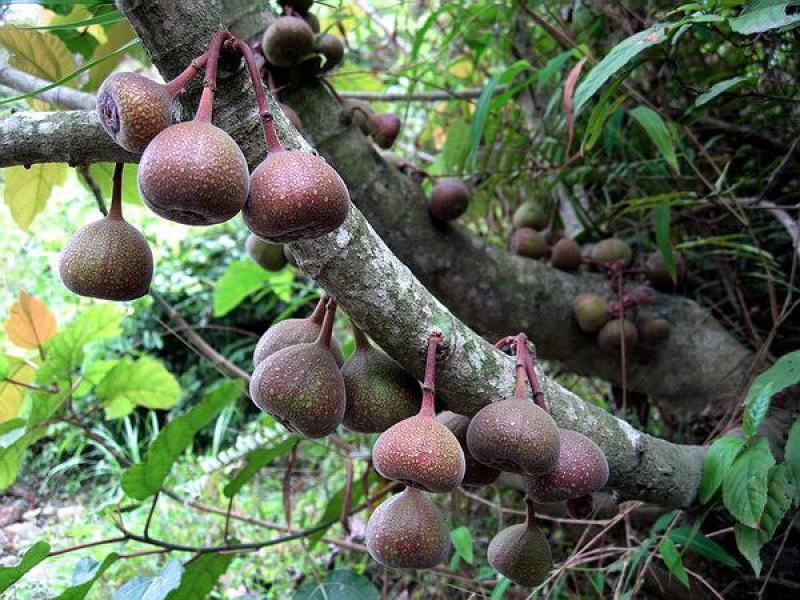 牛奶果种子别称乳源榕一种既有观赏价值又有保健功能的