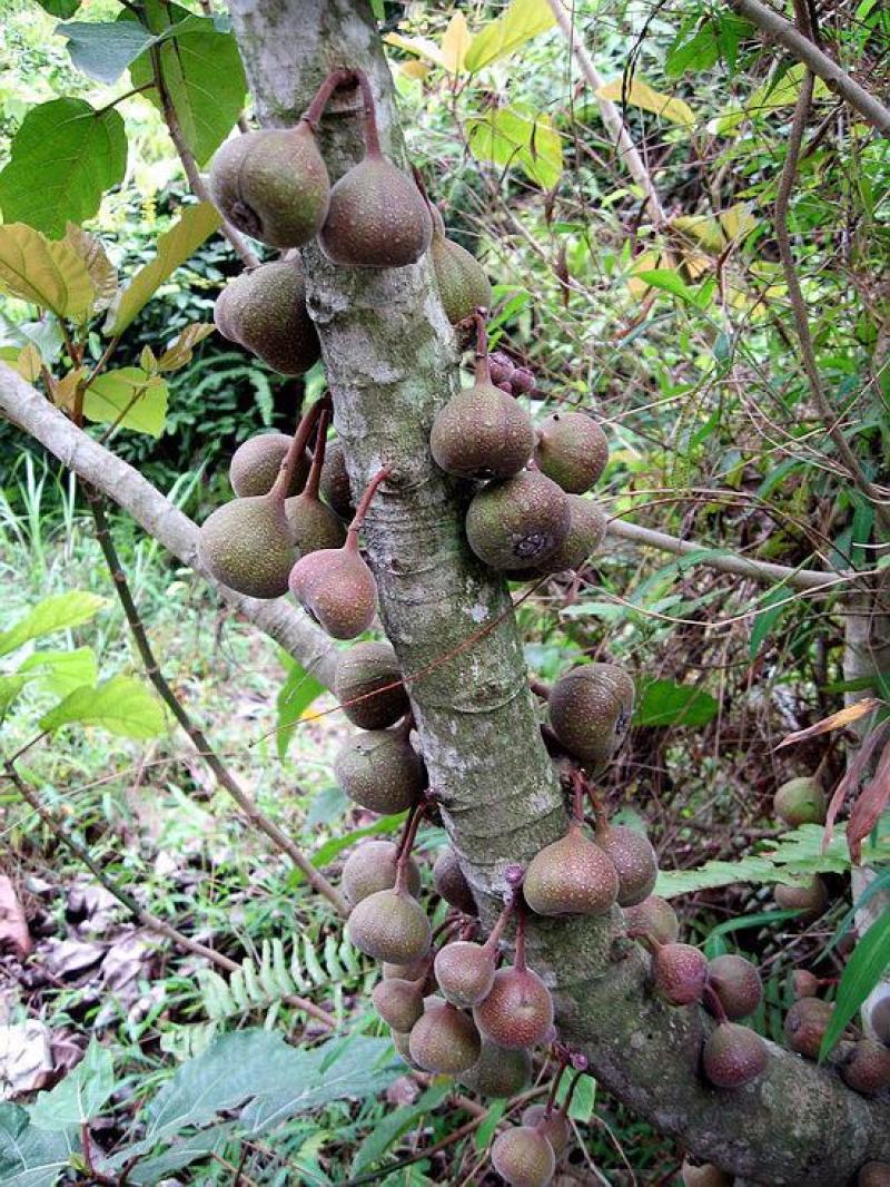 牛奶果种子别称乳源榕一种既有观赏价值又有保健功能的