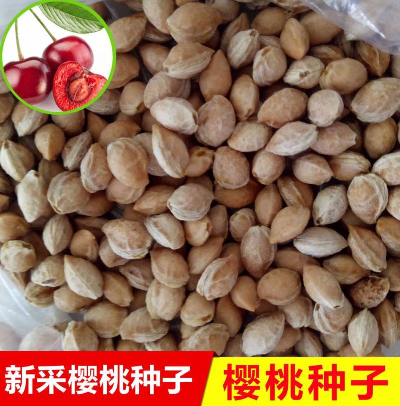 散装樱桃种子山樱桃种子果树种子毛樱桃种子车厘子种子