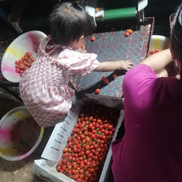 现在上市的水果蔬菜，欢迎各位老板前来参加订购
