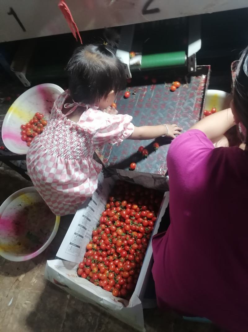 现在上市的水果蔬菜，欢迎各位老板前来参加订购