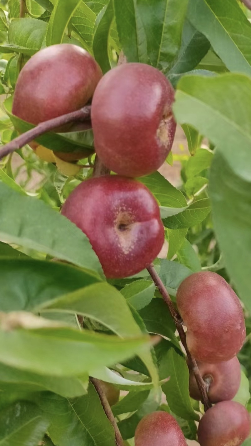 明月油蟠桃（小纽扣）