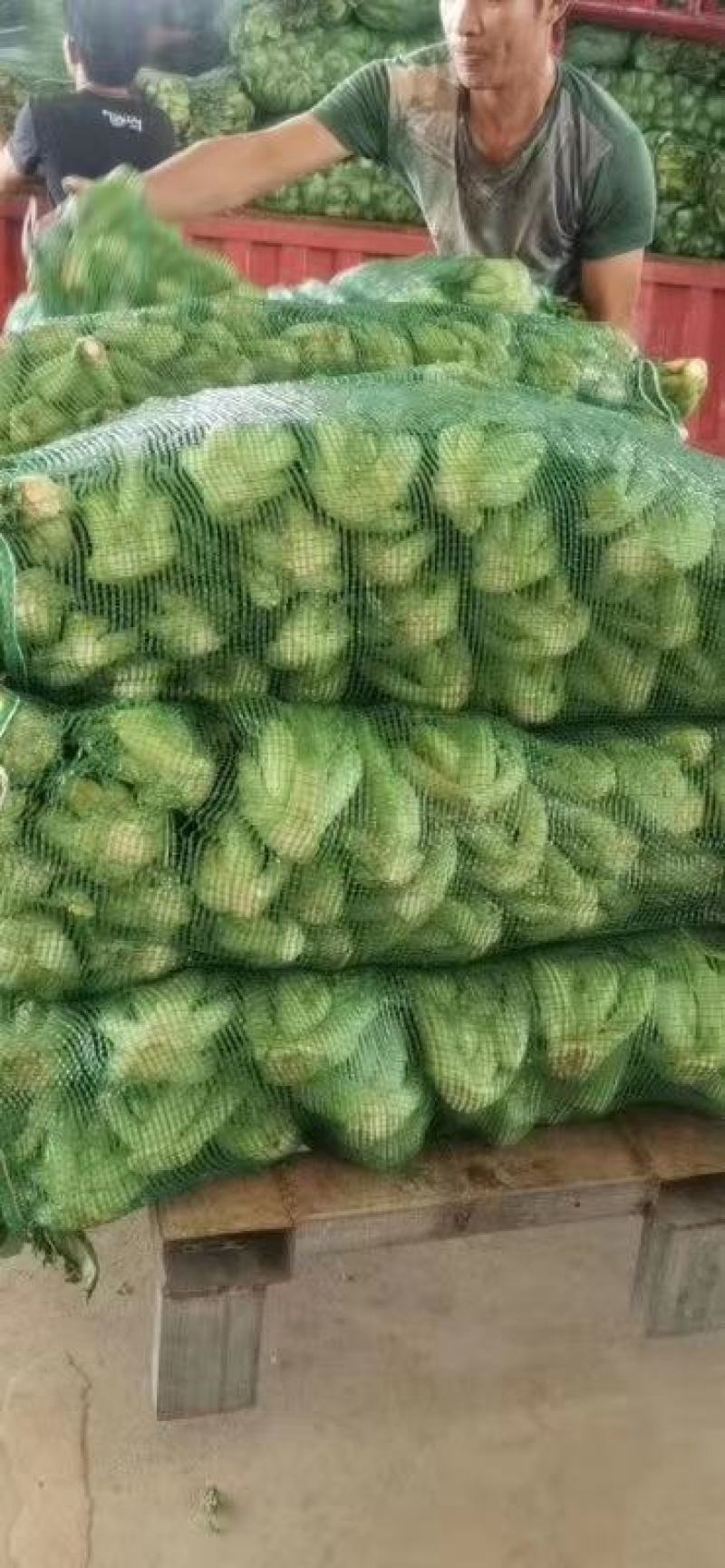 包心芥菜（徐闻县特产便宜又好吃）