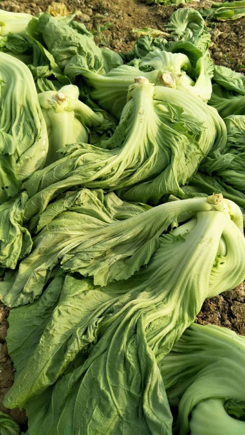 包心芥菜（徐闻县特产便宜又好吃）