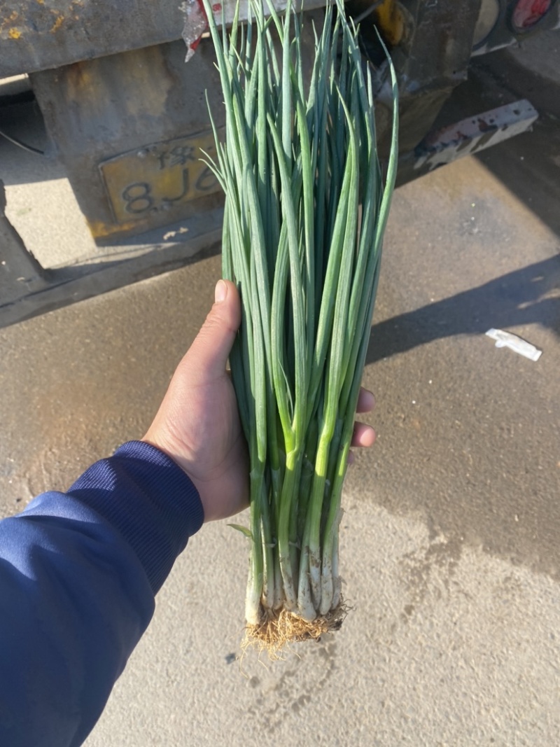 热销🔥邯郸本地精品小葱，精品香葱大量有货
