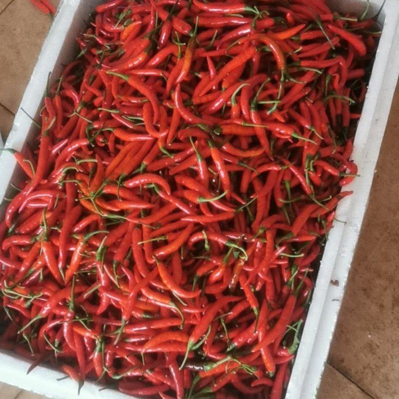 小米椒（徐闻县的特产
