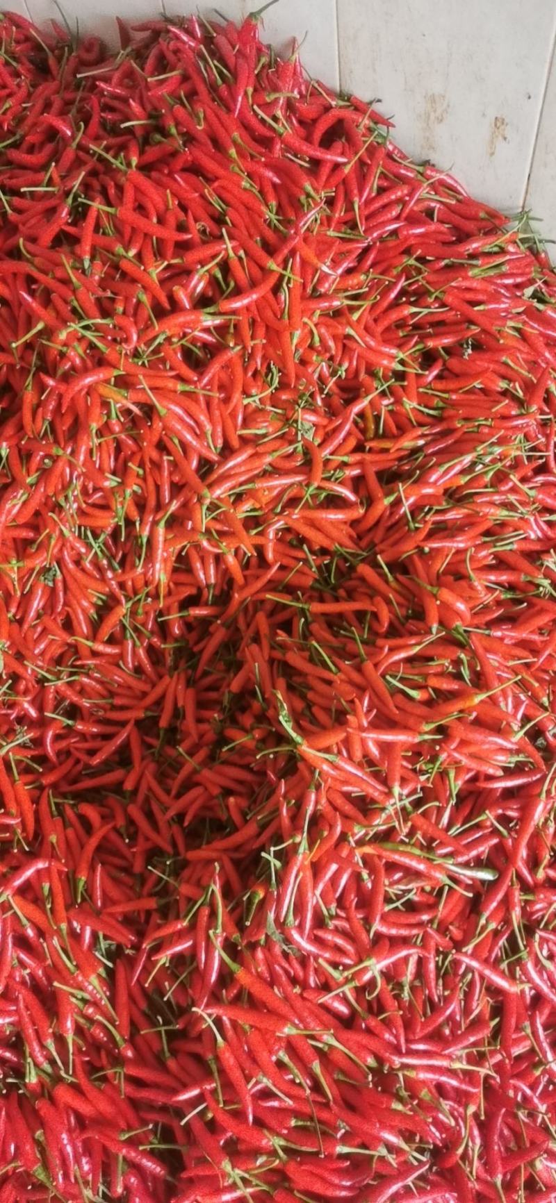 小米椒（徐闻县的特产