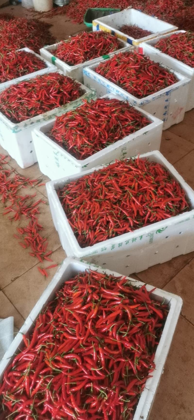 小米椒（徐闻县的特产
