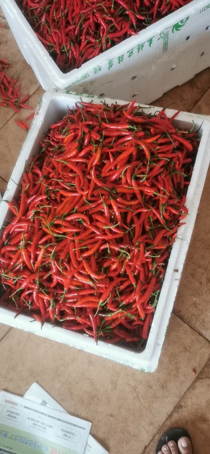 小米椒（徐闻县的特产