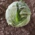 （精选）扁包菜大量上市中，产地直购，量大菜好质量优价格低