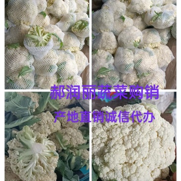 有机花菜松花菜实花新货上市青梗白面产地直销