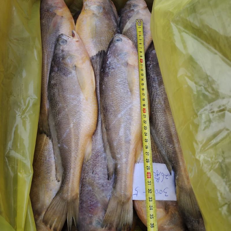 各种规格海捕黄花鱼，200/300克300/500克