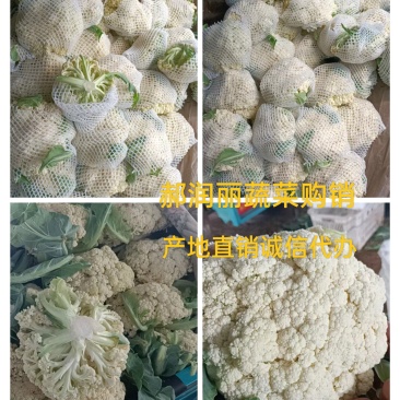 山西有机花菜，白面青梗松花菜基地直销质量优质