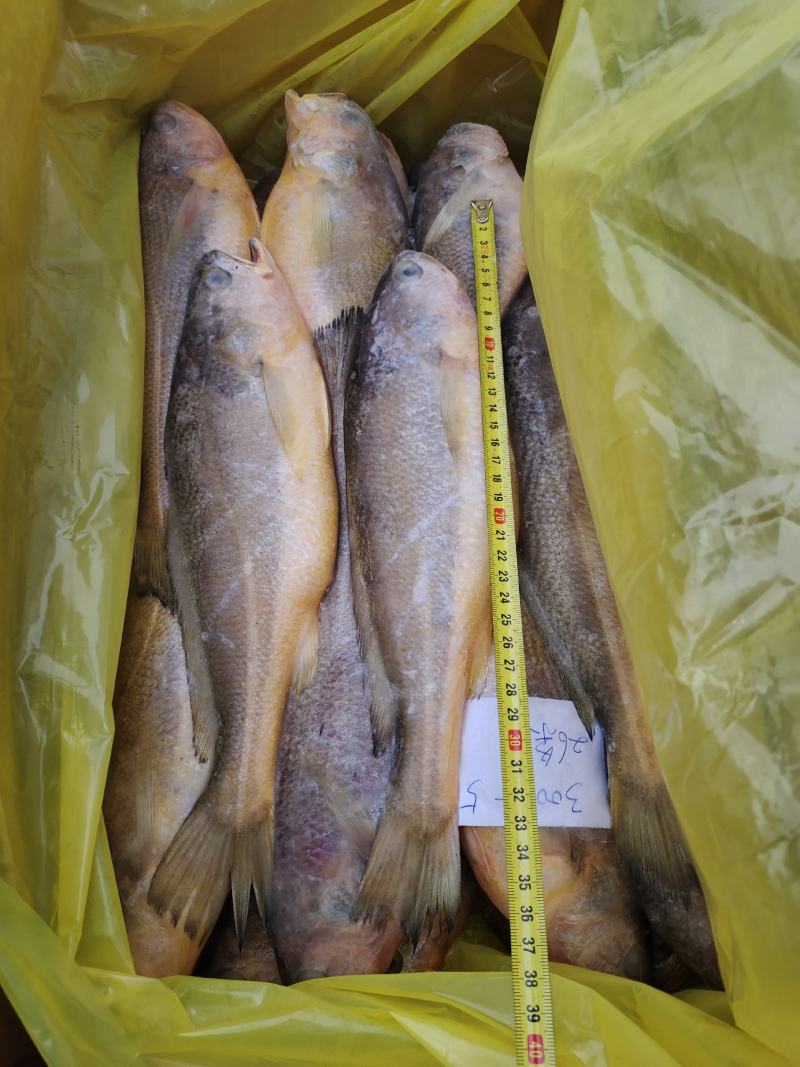 各种规格海捕黄花鱼，200/300克300/500克