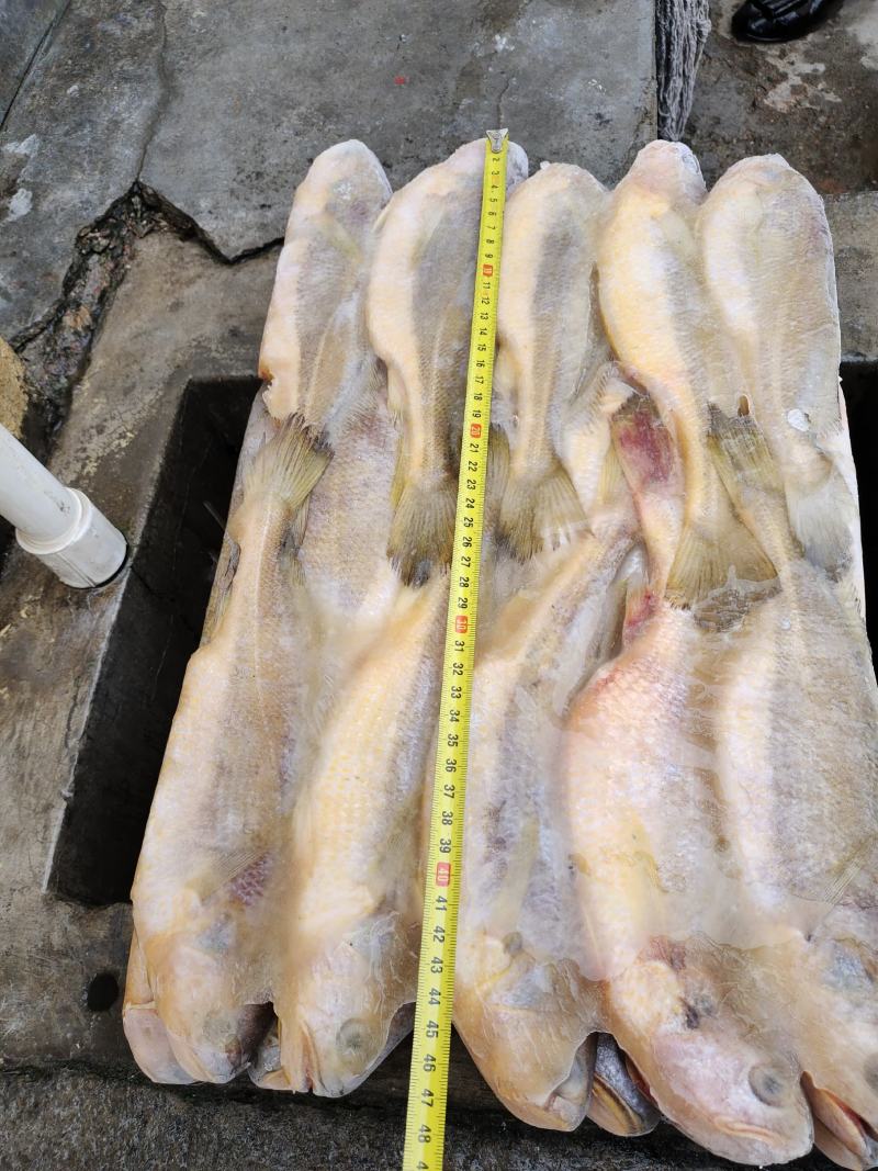 各种规格海捕黄花鱼，200/300克300/500克