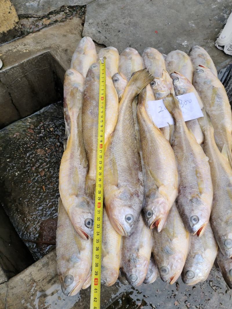 各种规格海捕黄花鱼，200/300克300/500克
