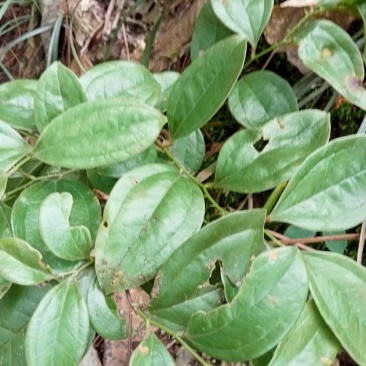 菝葜药材干货