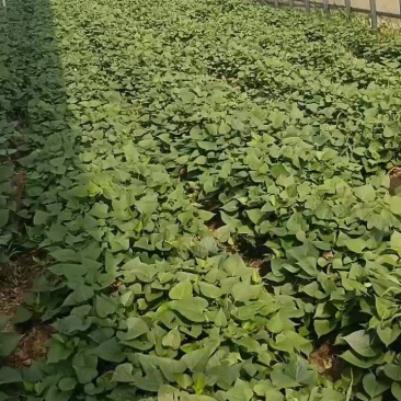 脱毒济薯25，淀粉薯，红薯苗，高度25厘米以上，拔苗高剪