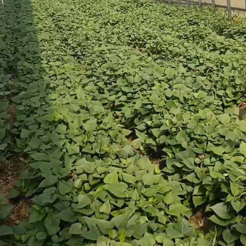 脱毒济薯25，淀粉薯，红薯苗，高度25厘米以上，拔苗高剪