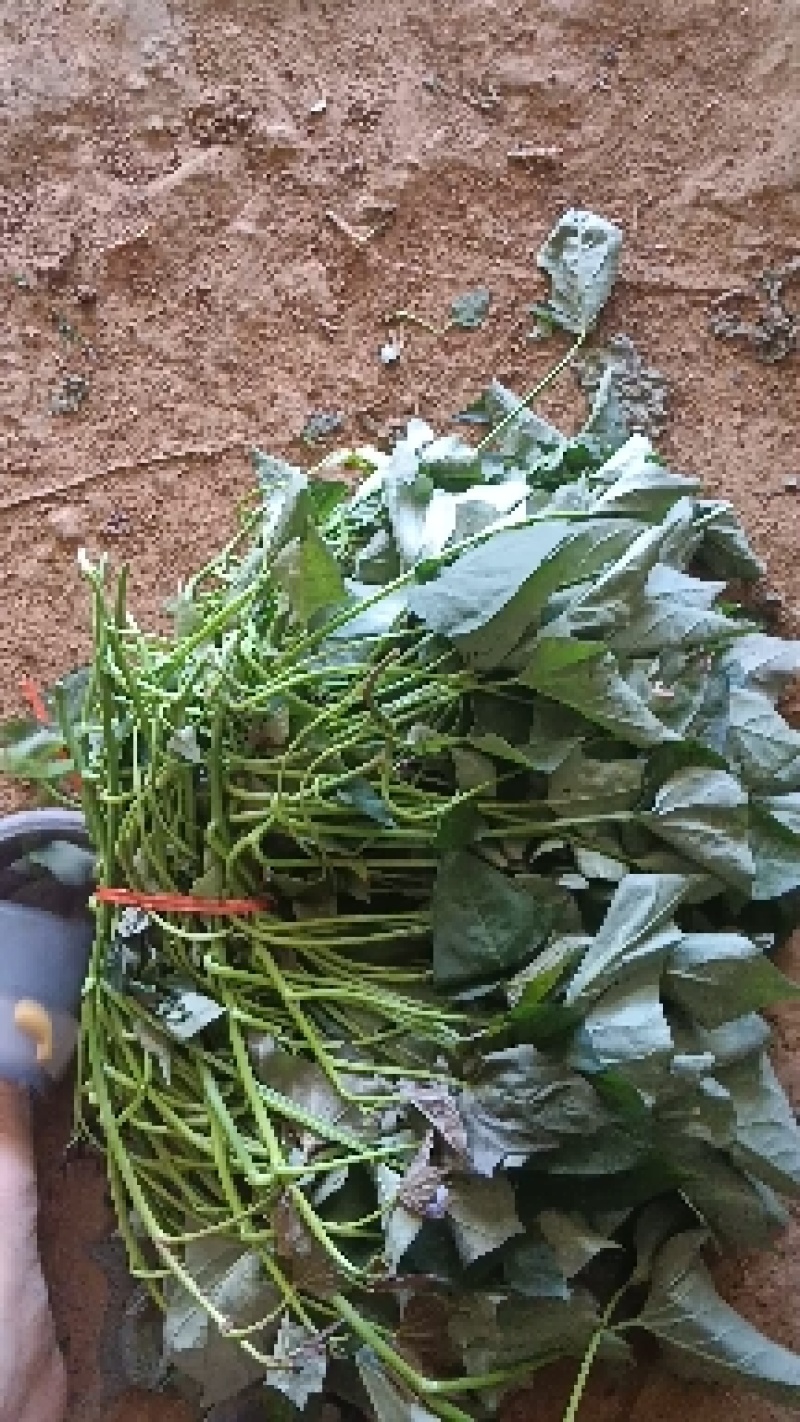 脱毒济薯25，淀粉薯，红薯苗，高度25厘米以上，拔苗高剪