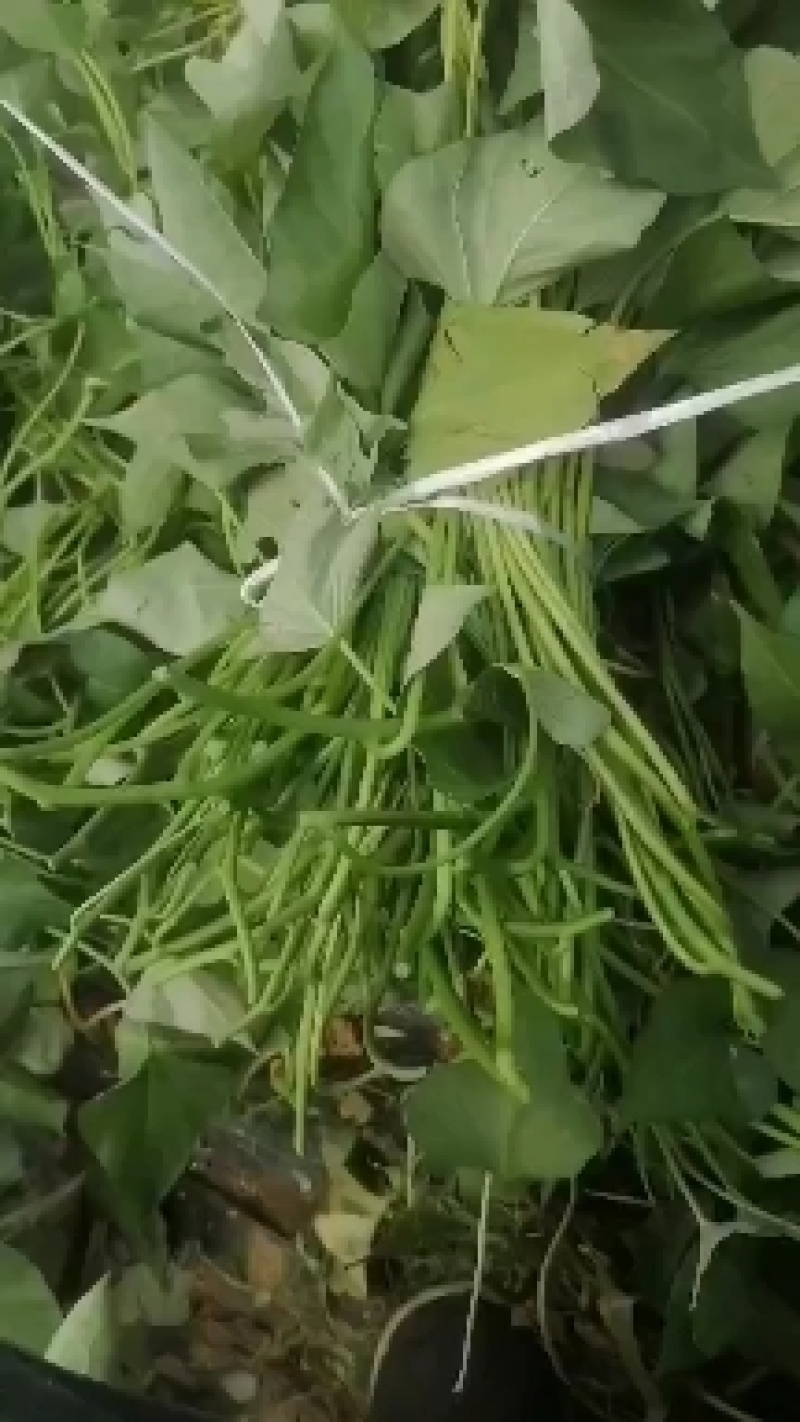 脱毒济薯25，淀粉薯，红薯苗，高度25厘米以上，拔苗高剪