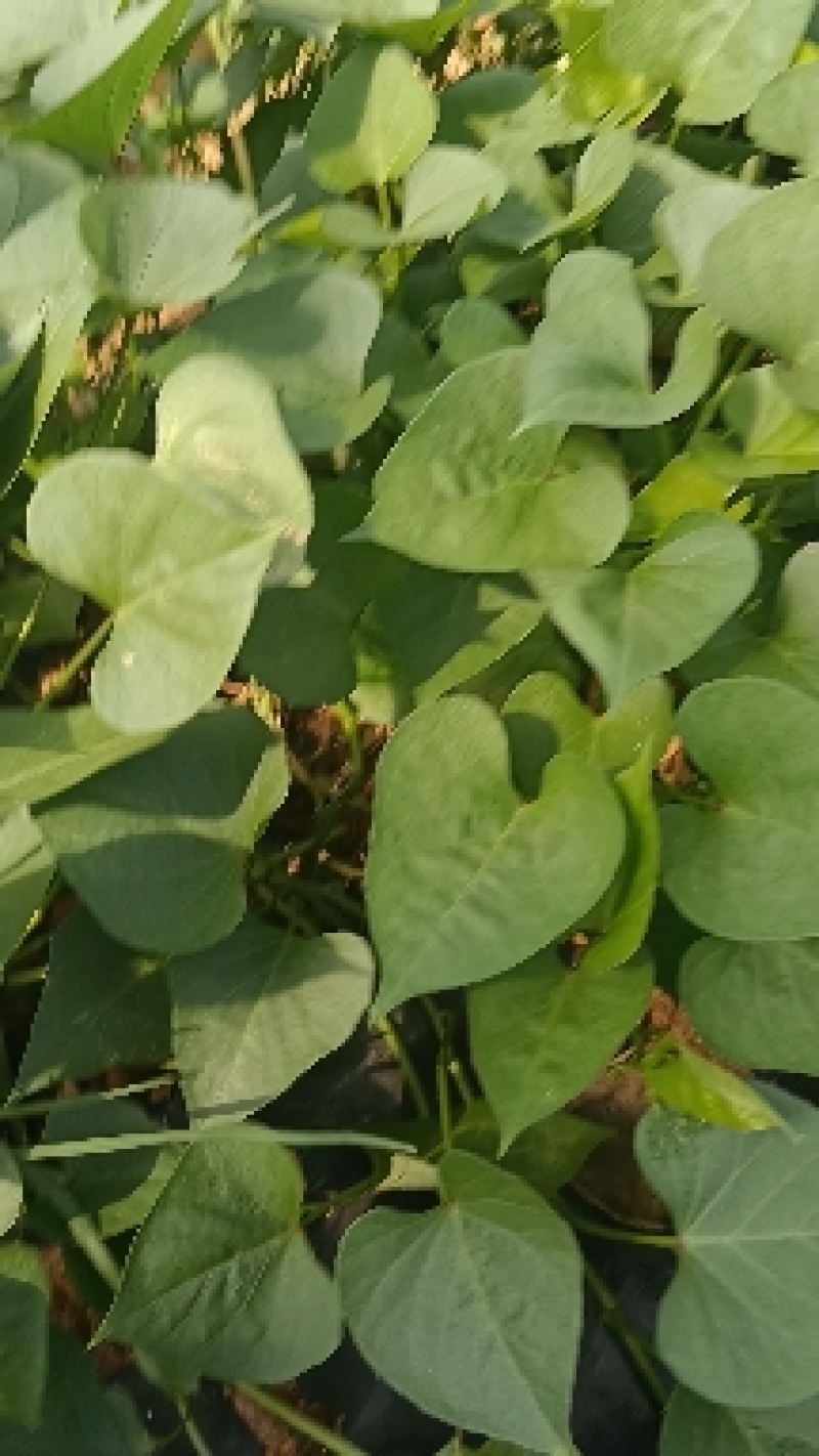 脱毒济薯25，淀粉薯，红薯苗，高度25厘米以上，拔苗高剪