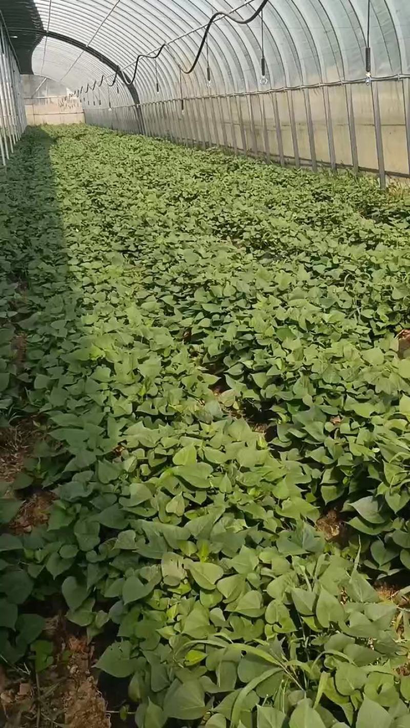 脱毒济薯25，淀粉薯，红薯苗，高度25厘米以上，拔苗高剪