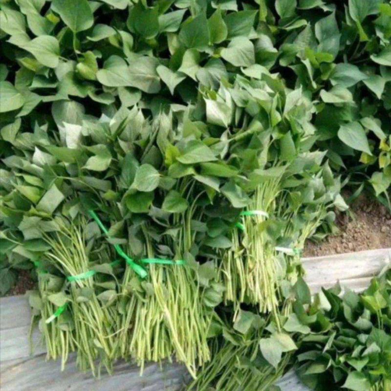 脱毒济薯25，淀粉薯，红薯苗，高度25厘米以上，拔苗高剪