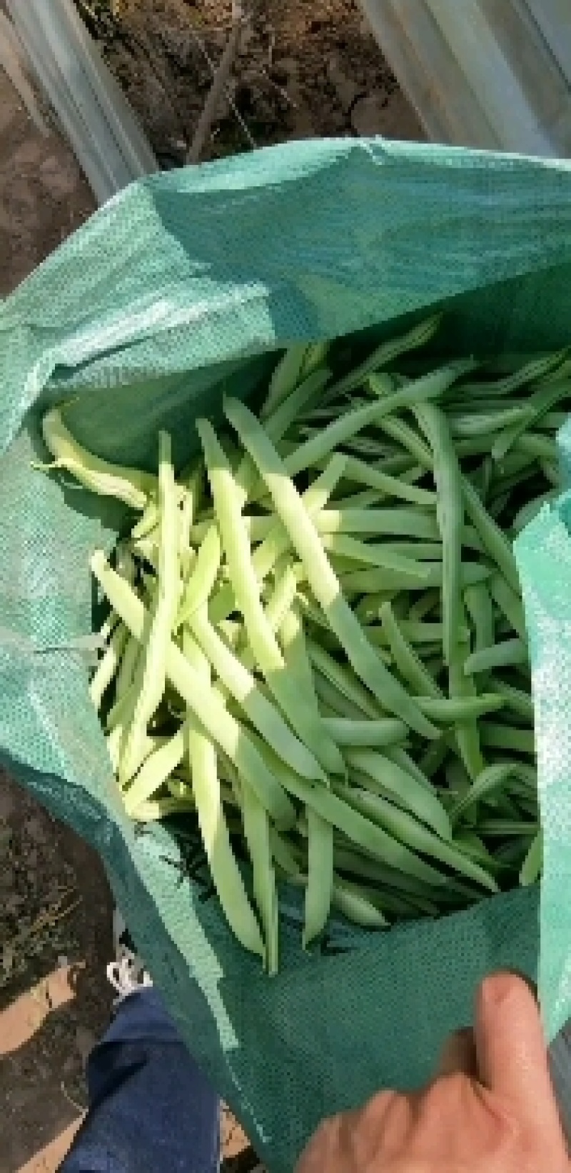 东北白豆角